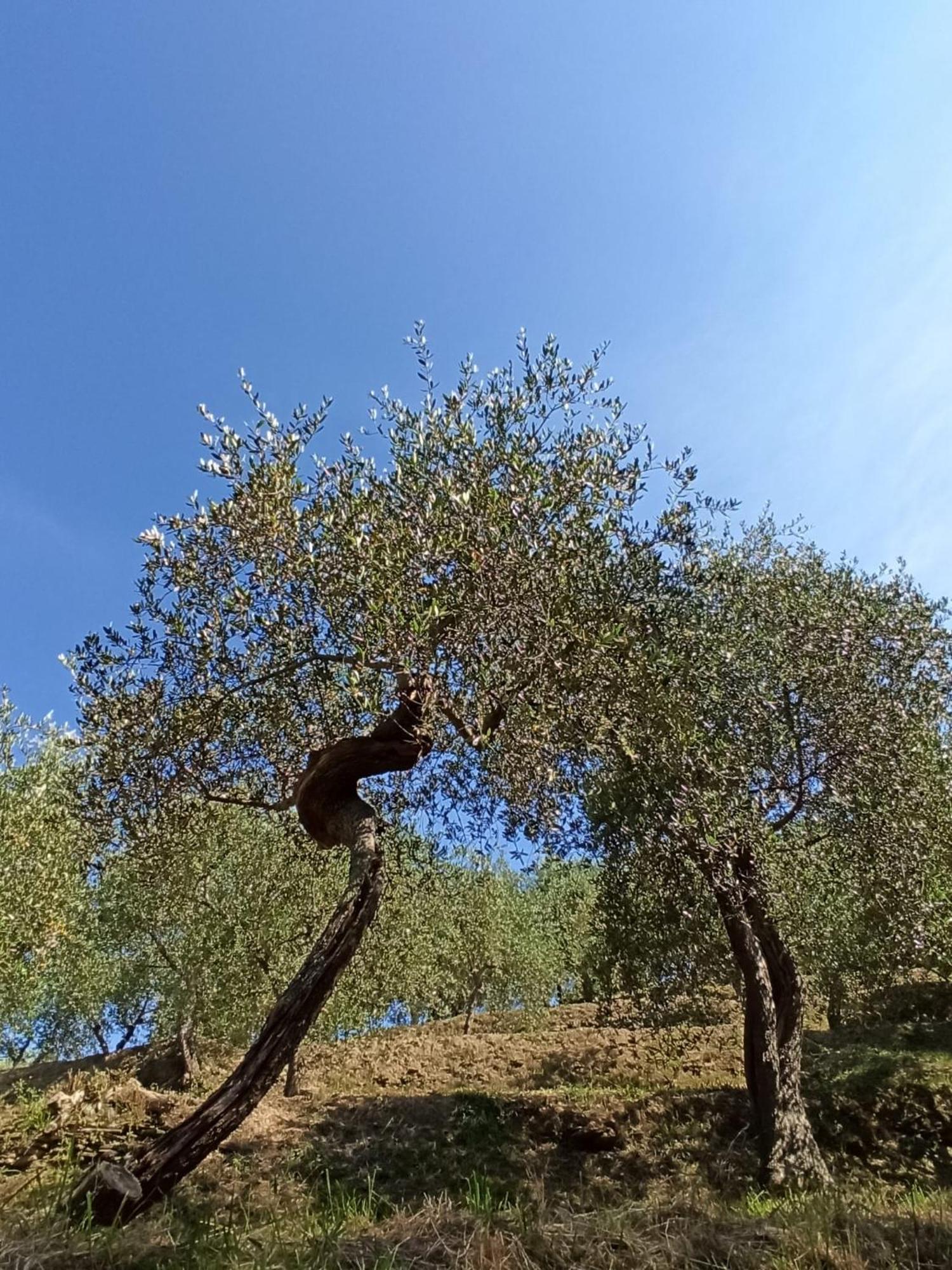 Il Glicine Cozy Appartamnent, Near Sestri Levante Between Cinque Terre E Portofino Casarza Ligure Bagian luar foto